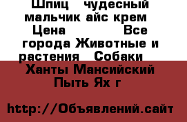 Шпиц - чудесный мальчик айс-крем › Цена ­ 20 000 - Все города Животные и растения » Собаки   . Ханты-Мансийский,Пыть-Ях г.